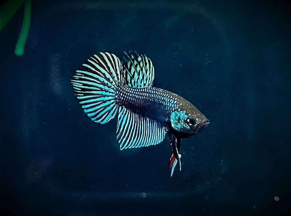 Betta mahachaiensis - Mahachai Kampffisch – Bild 3