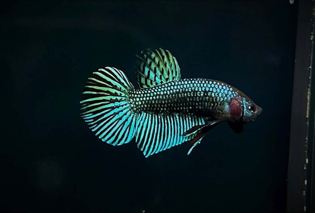 Betta mahachaiensis - Mahachai Kampffisch – Bild 2