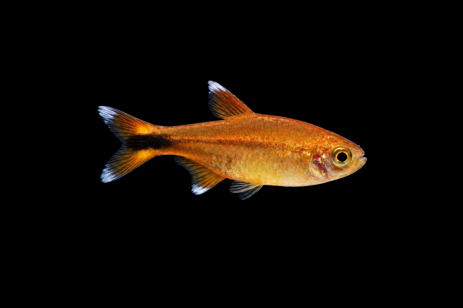 Kupfersalmler