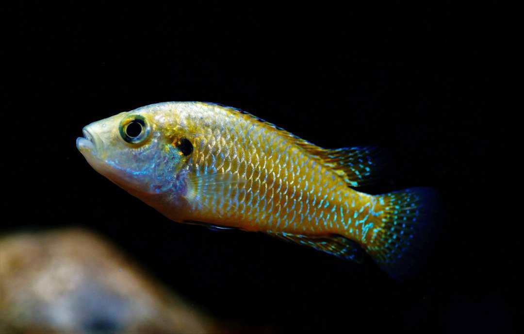 Pseudocrenilabrus multicolor - Vielfarbiger Maulbrüter