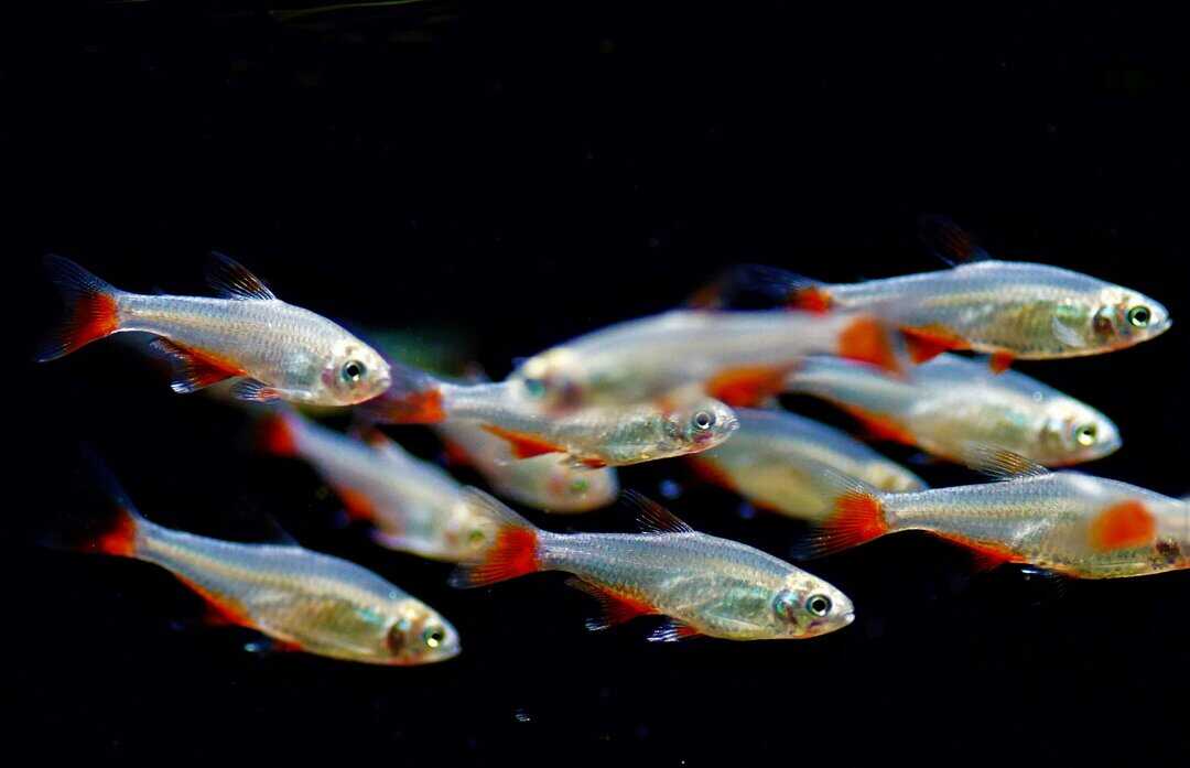 Aphyocharax anisitsi - Rotflossensalmler
