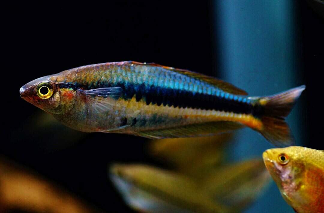 Chilatherina alleni - Wapoga Regenbogenfisch