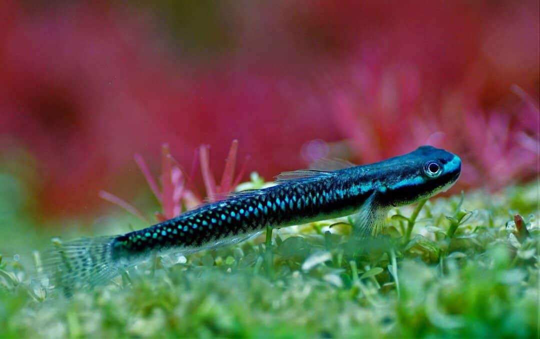 Stiphodon atropurpureus - Neonblaue Algengrundel