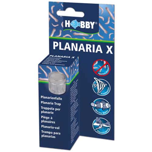 Hobby Planaria X - Planarienfalle