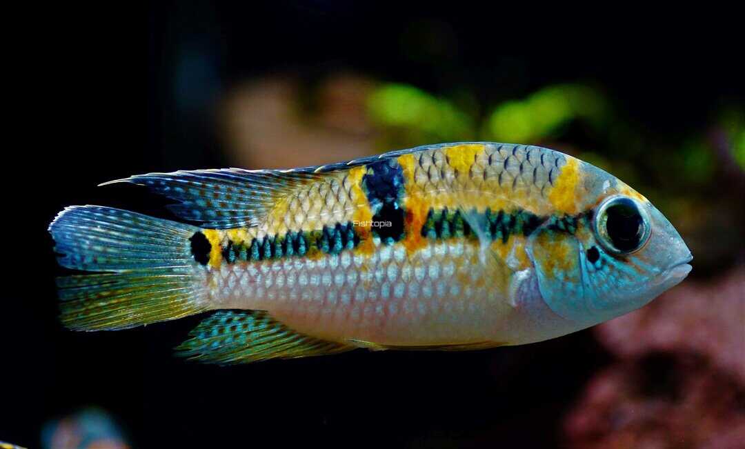 Aequidens superomaculatum - Seitenfleck Buntbarsch