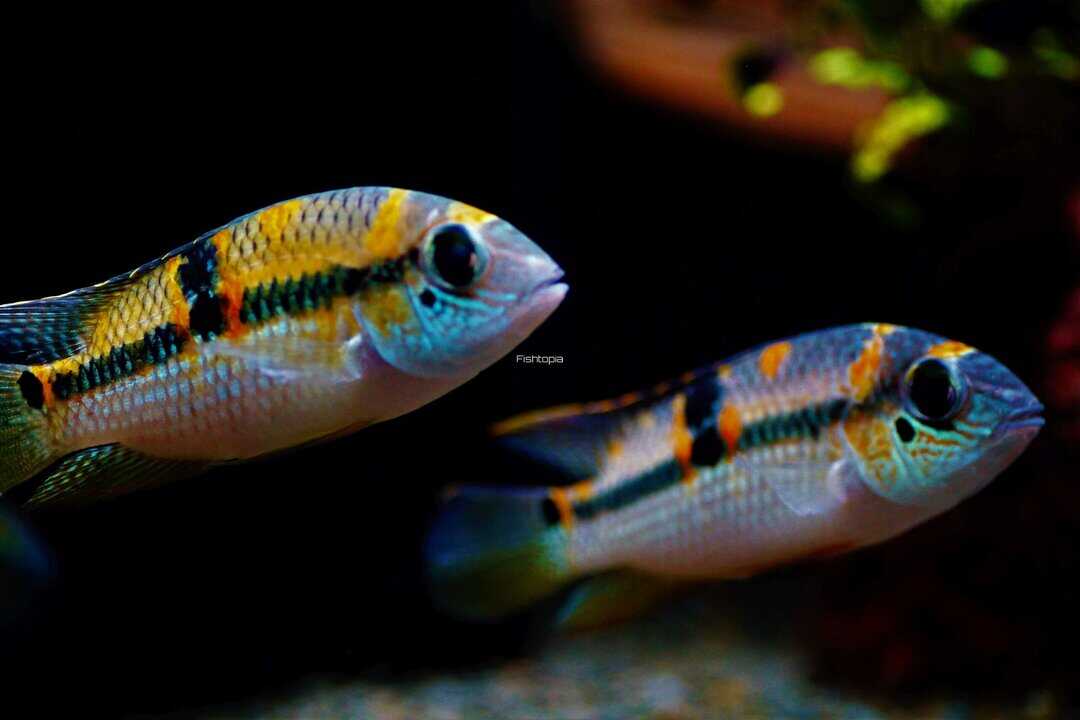 Aequidens superomaculatum - Seitenfleck Buntbarsch – Bild 5