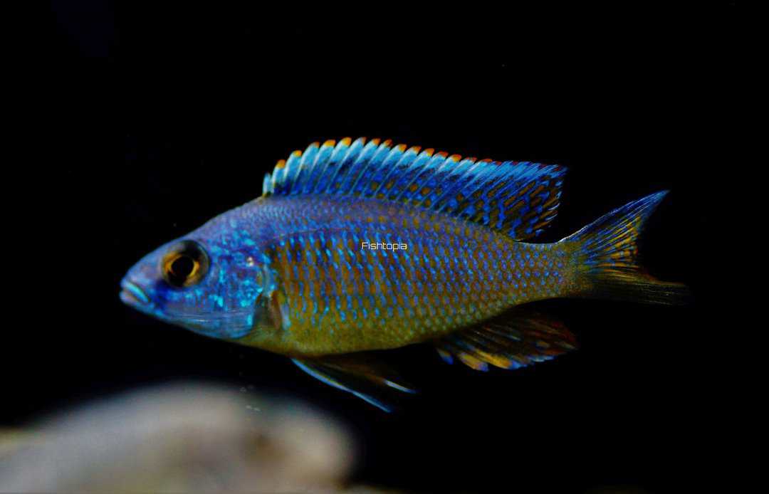 Copadichromis azureus - Azur Cichlide