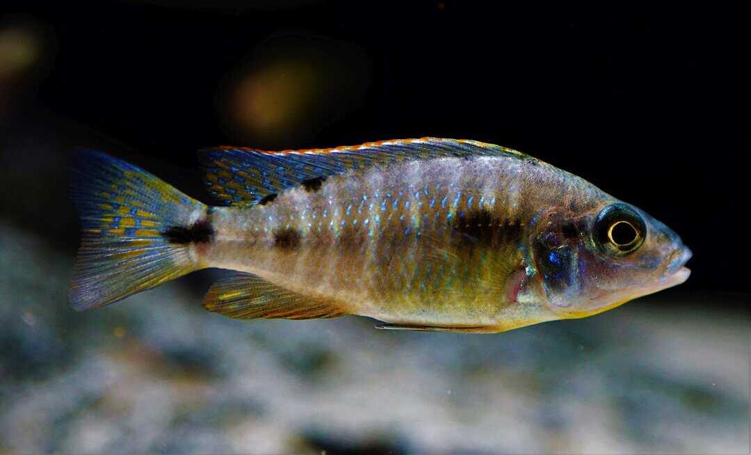 Copadichromis azureus - Azur Cichlide – Bild 2