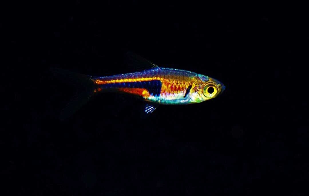 Trigonostigma espei - Espes Keilfleckbärbling – Bild 2