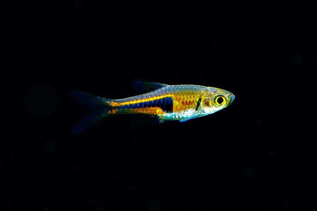 Trigonostigma espei - Espes Keilfleckbärbling
