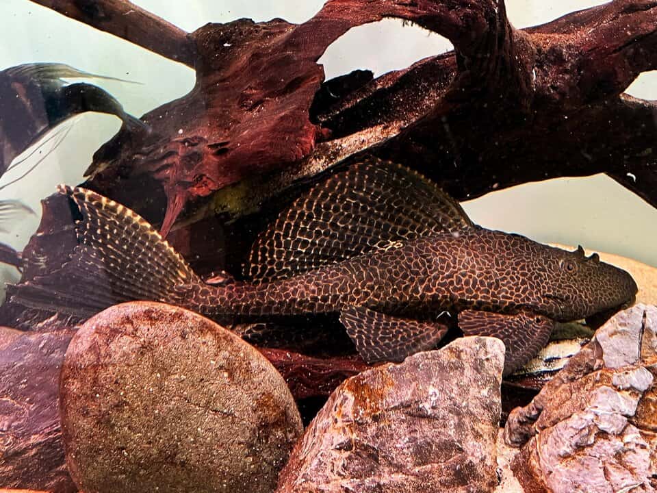 L165 Glyptoperichthys Gibbiceps - Wabenschilderwels 4-6cm