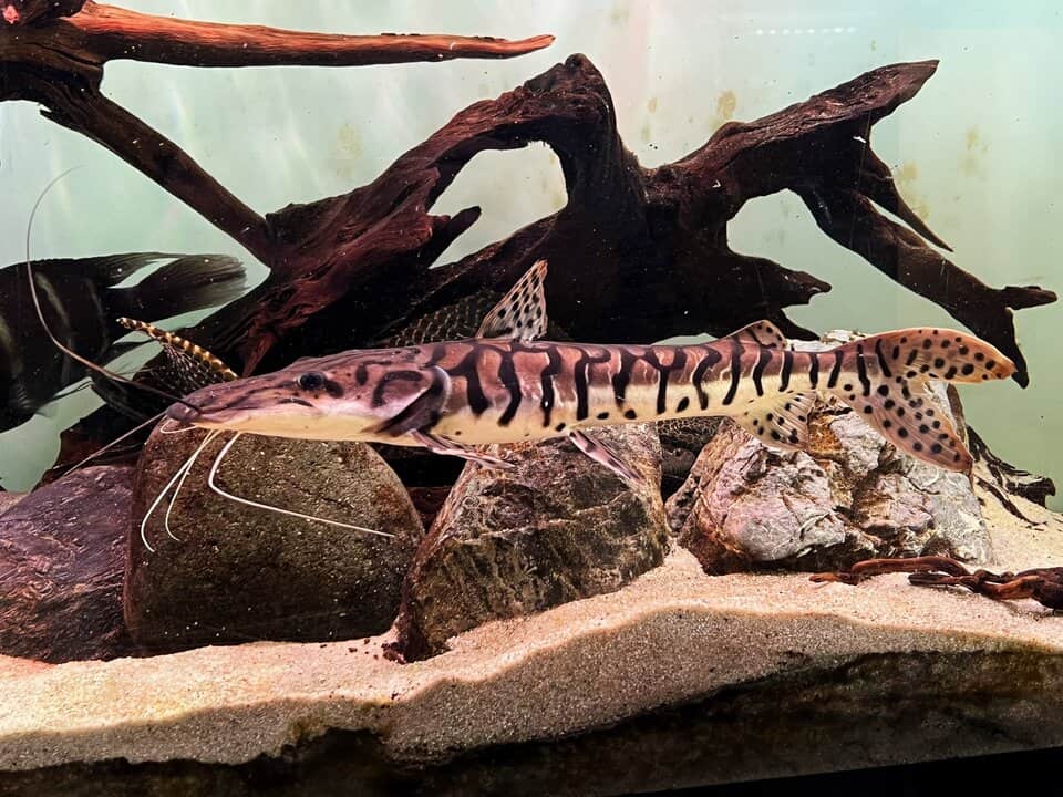 Pseudoplatystoma fasciatum - Tigerspatelwels 10cm