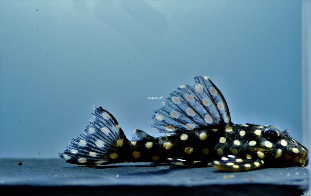 L201 Hypancistrus sp. - Orinoco Engelsharnischwels