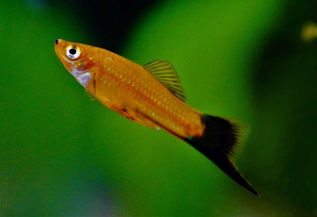Xiphophorus hellerii - Schwertträger Mix – Bild 2
