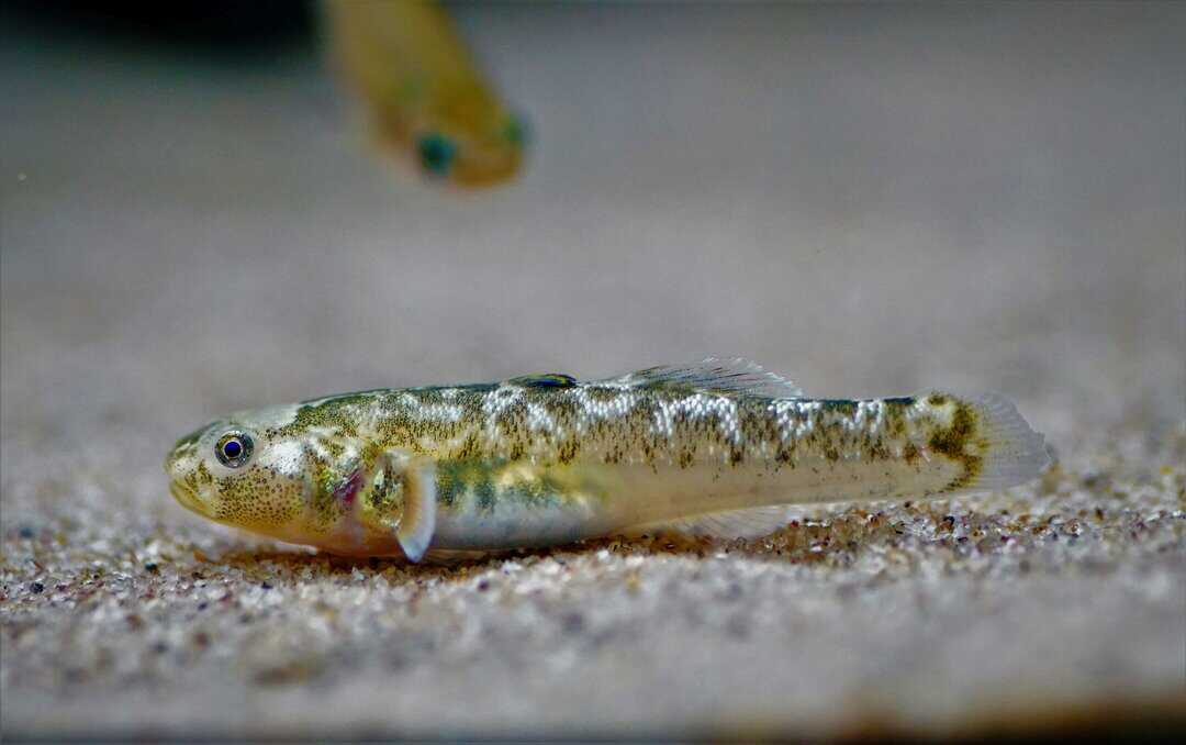 Chlamydogobius eremius - Australische Wüstengrundel – Bild 2