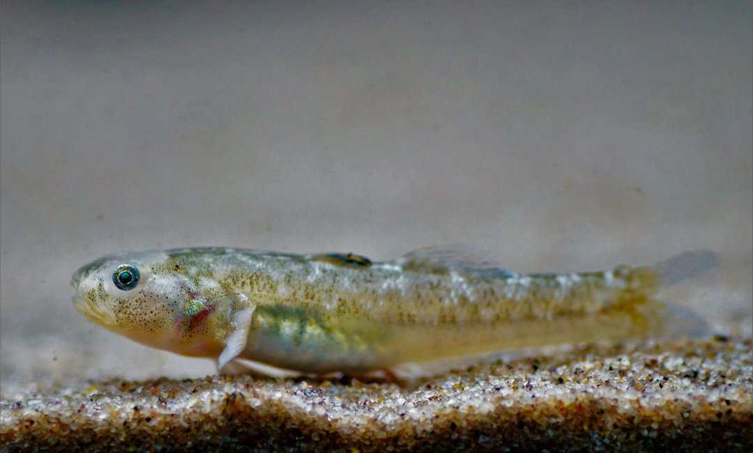 Chlamydogobius eremius - Australische Wüstengrundel