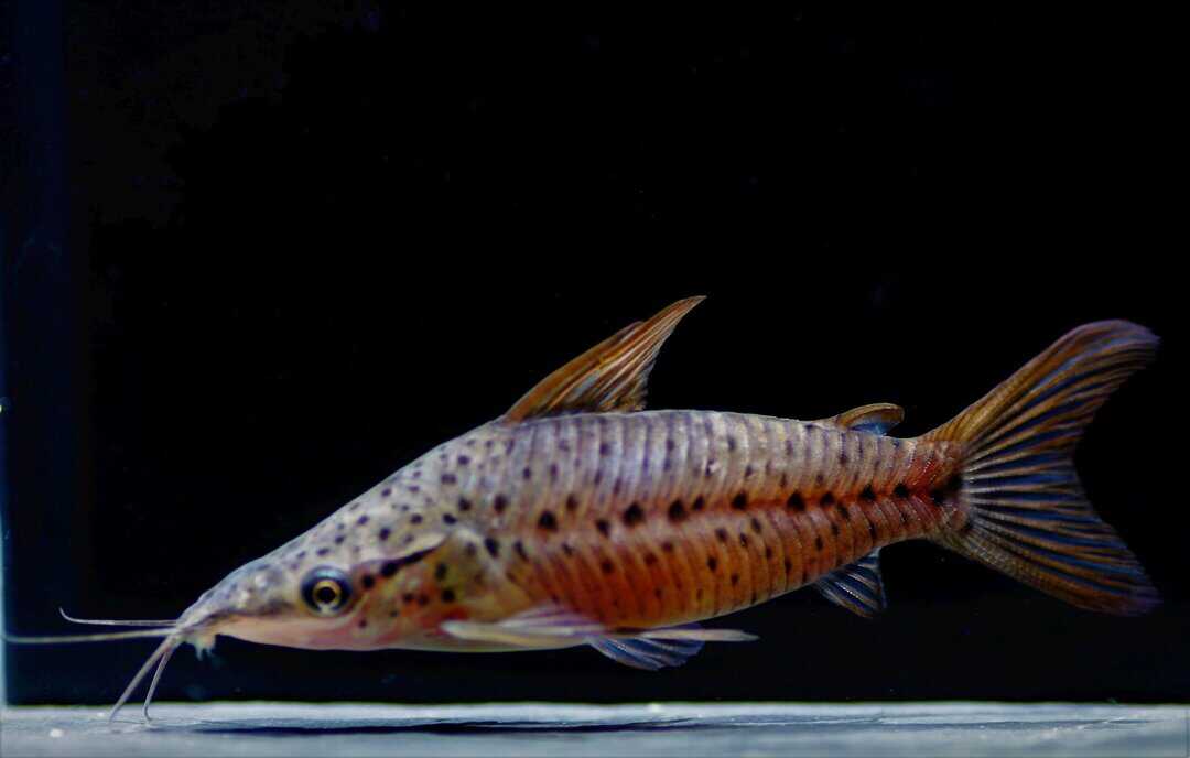 Dianema longibarbis - Schwielen Torpedowels 7-8cm