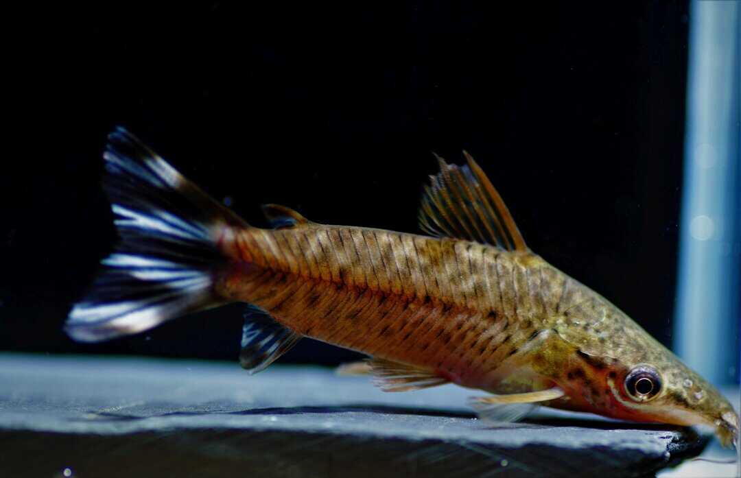 Dianema urostriatum - Schwanzstreifen Torpedowels 7-8cm