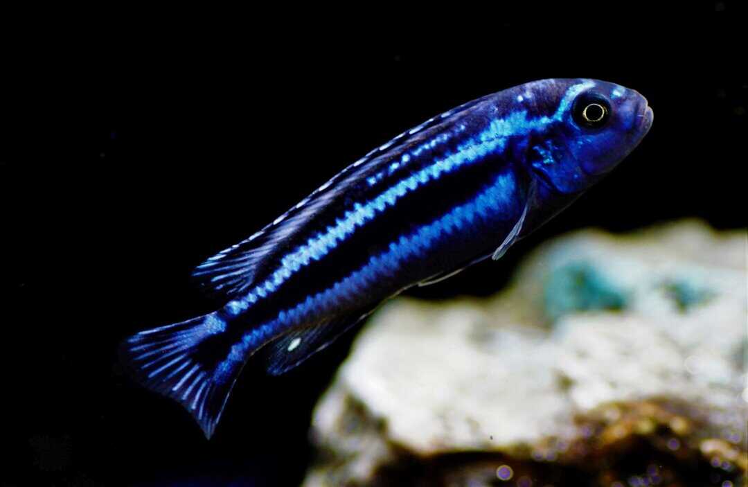 Melanochromis Cyaneorhabdos - Stahlblauer Johanni Maingano