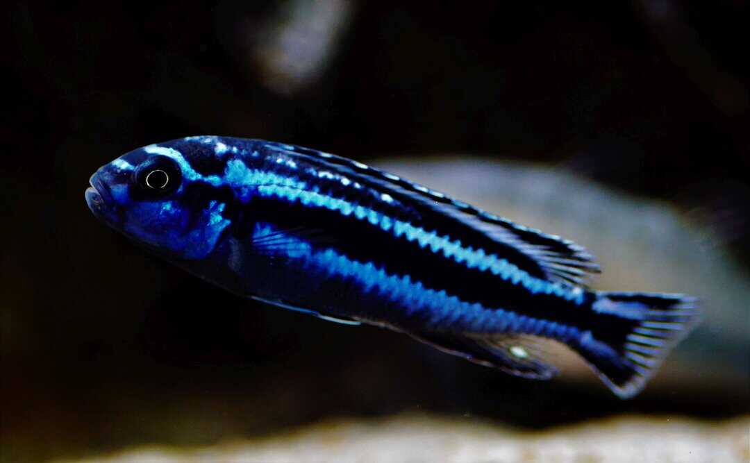 Melanochromis Cyaneorhabdos - Stahlblauer Johanni Maingano – Bild 2