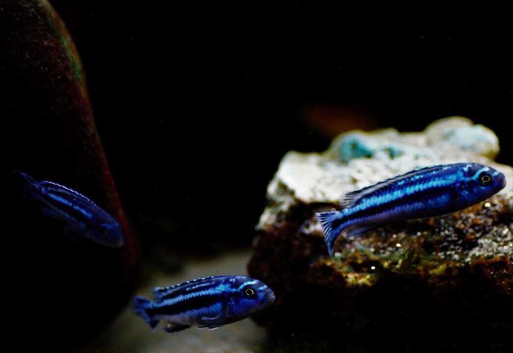 Melanochromis Cyaneorhabdos - Stahlblauer Johanni Maingano – Bild 3