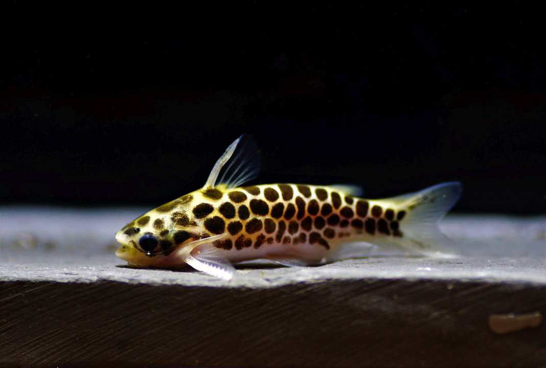 Tatia perugiae - Netz Trugdornwels