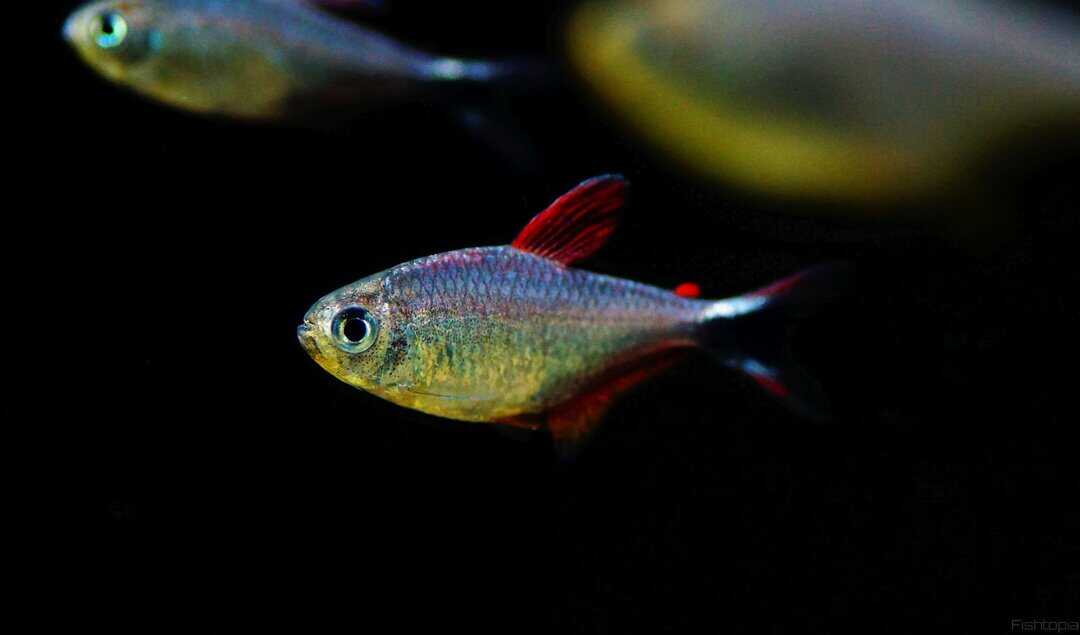 Hyphessobrycon robustulus - Panduro Salmler – Bild 2