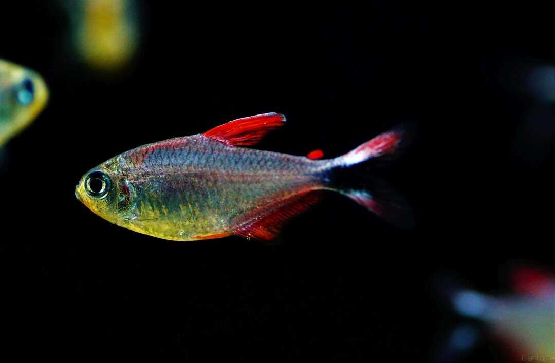 Hyphessobrycon robustulus - Panduro Salmler