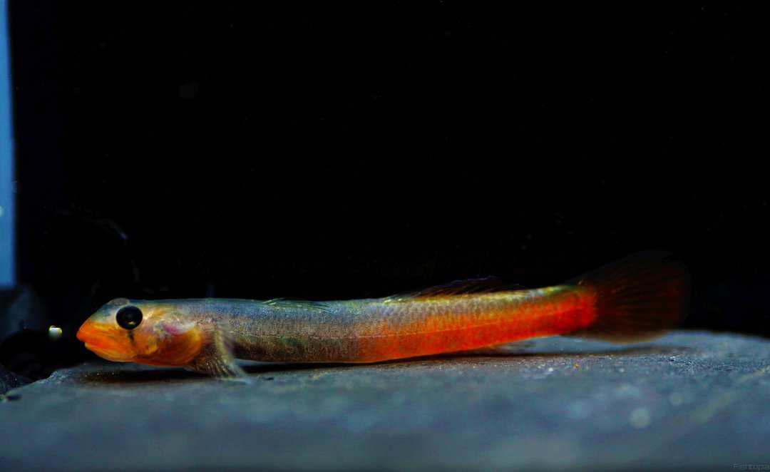 Sicyopus rubicundus - Lippenstift Grundel