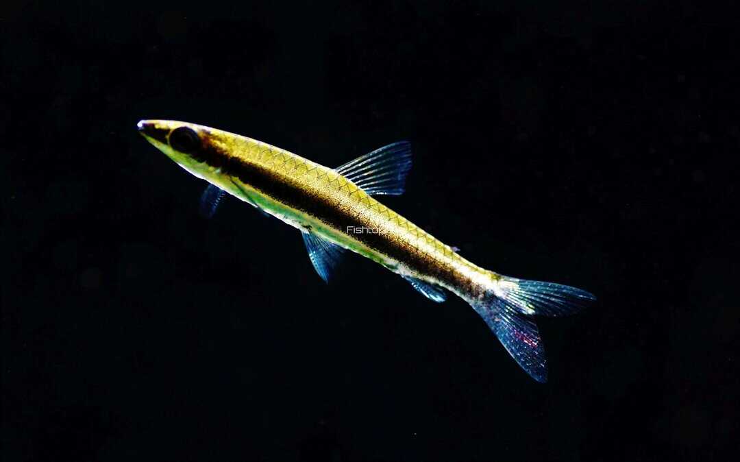 Nannostomus unifasciatus - Einstreifen Ziersalmler