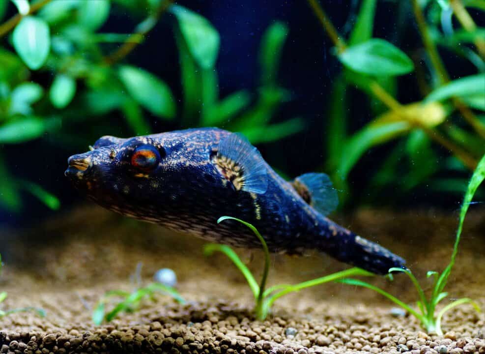 Pao palembangensis - echter Palembang Kugelfisch