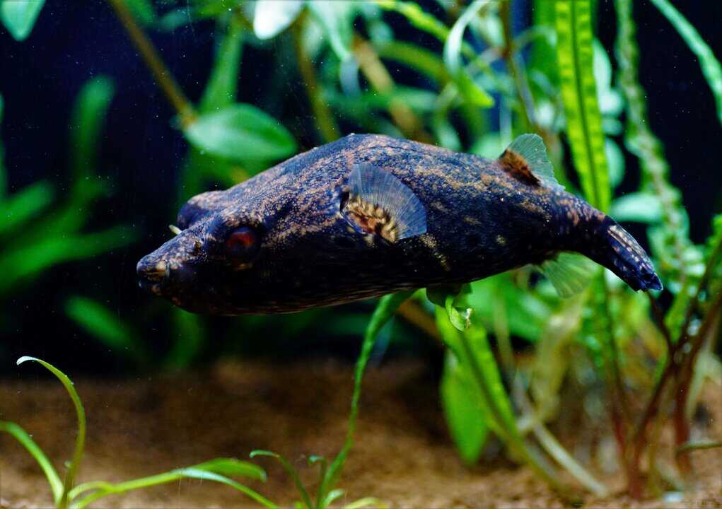 Pao palembangensis - echter Palembang Kugelfisch – Bild 2