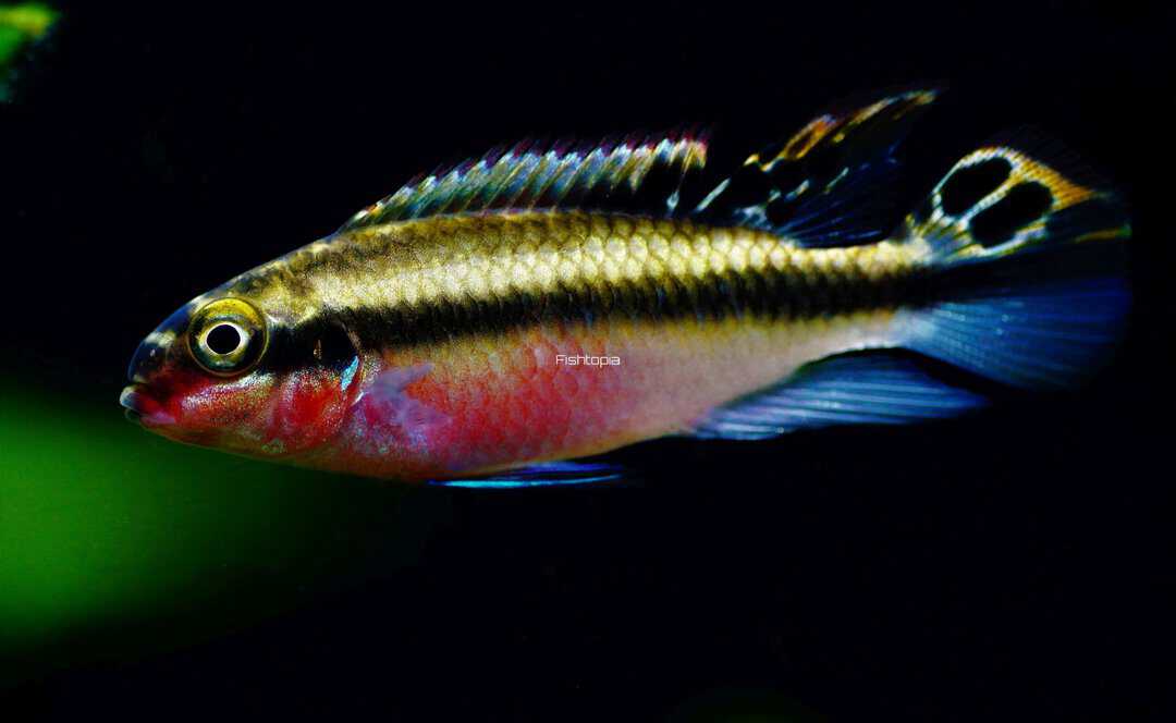 Pelvicachromis pulcher - Purpurprachtbarsch