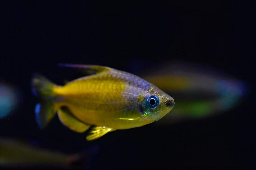 Phenacogrammus aurantiacus - Goldener Kongosalmler – Bild 2