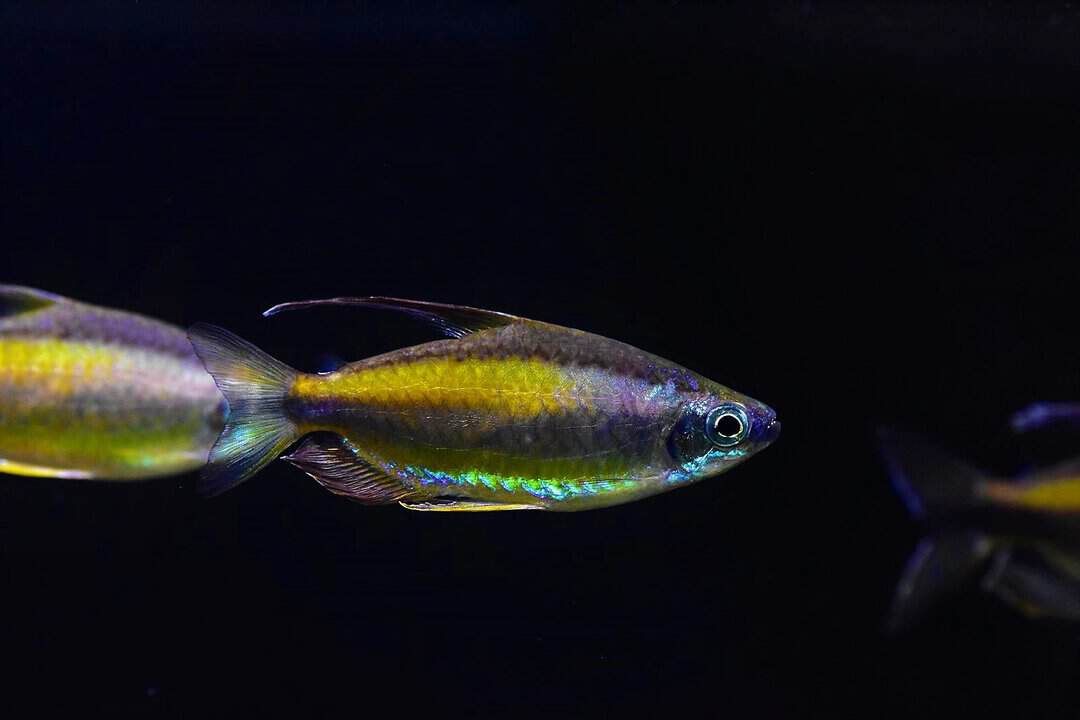 Phenacogrammus aurantiacus - Goldener Kongosalmler