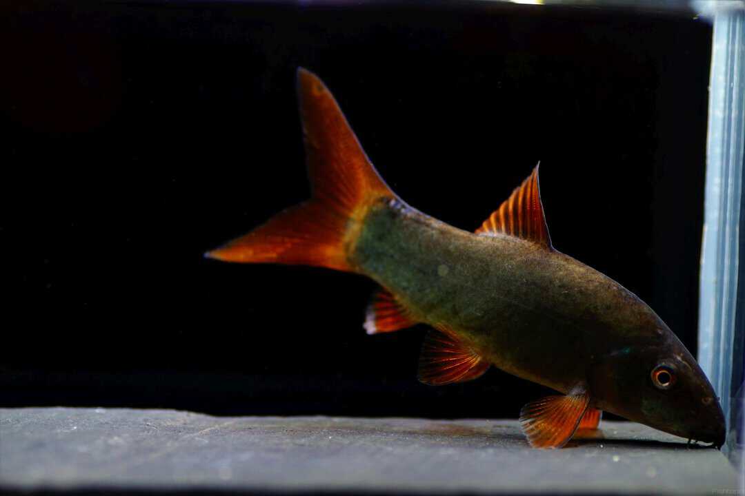 Yasuhikotakia (Botia) modesta - Rotflossenschmerle – Bild 2