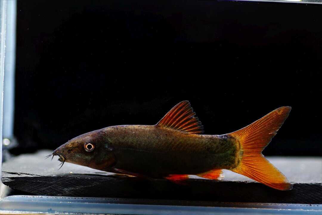 Yasuhikotakia (Botia) modesta - Rotflossenschmerle
