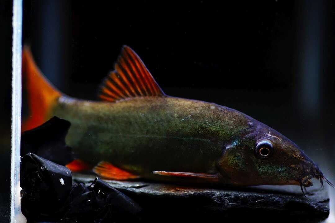 Yasuhikotakia (Botia) modesta - Rotflossenschmerle – Bild 3
