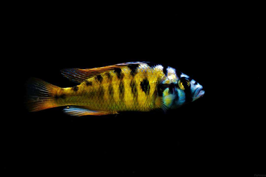 Haplochromis sp. Thick Skin CH44 - Viktoriabrasch