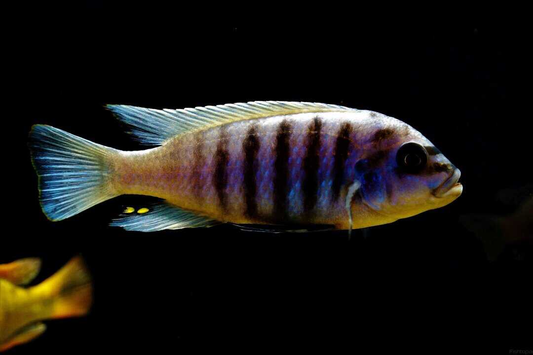 Pseudotropheus zebra - Blauer Zebrabuntbarsch – Bild 2