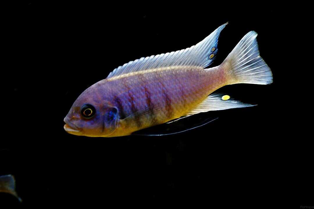 Pseudotropheus zebra - Blauer Zebrabuntbarsch – Bild 3
