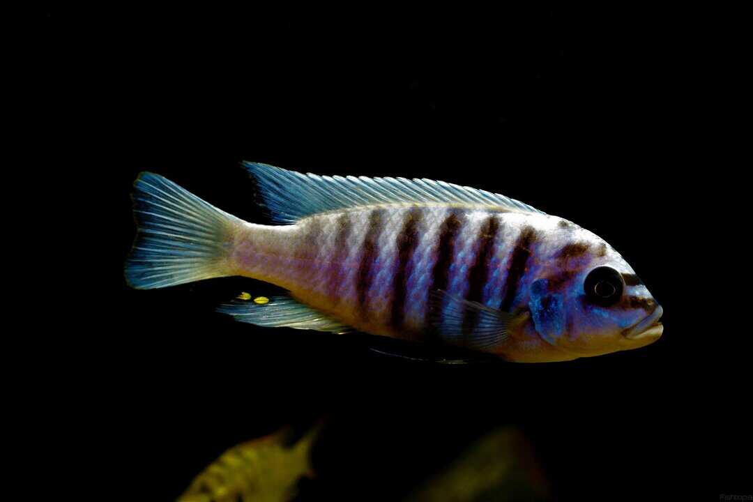 Pseudotropheus zebra - Blauer Zebrabuntbarsch – Bild 4