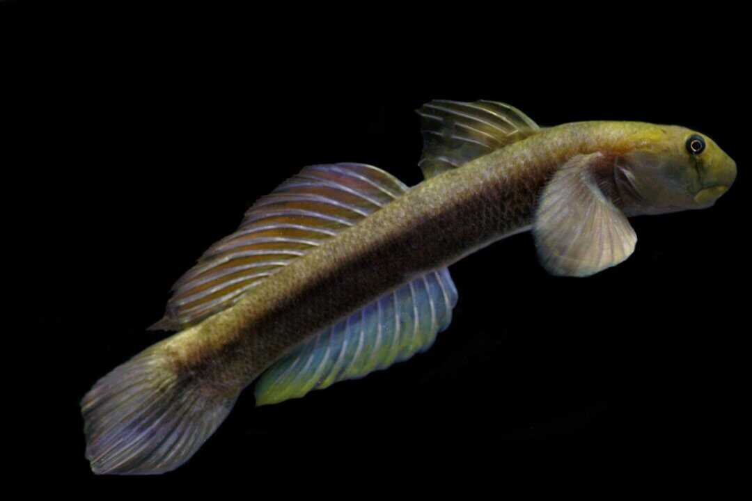Sicyopterus japonicus - Japanische Algengrundel – Bild 2