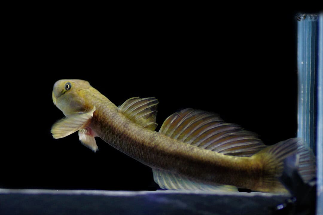 Sicyopterus japonicus - Japanische Algengrundel – Bild 3