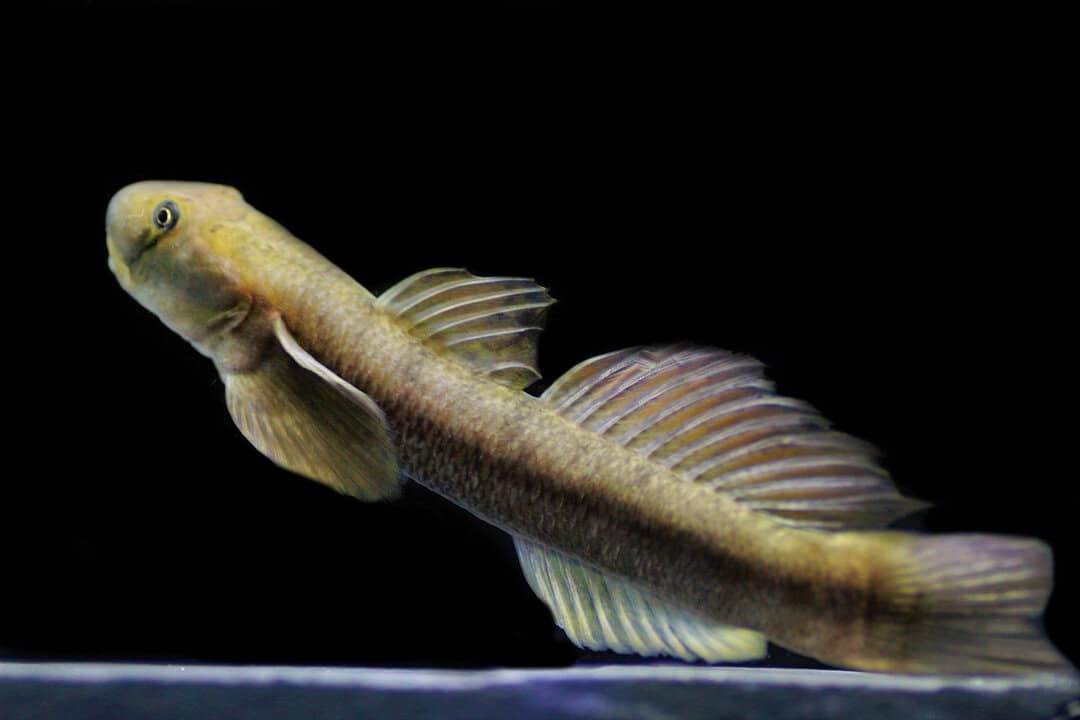 Sicyopterus japonicus - Japanische Algengrundel