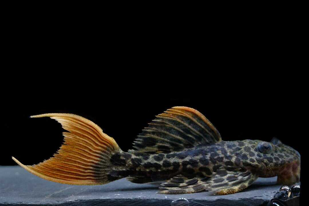 L600 Pseudacanthicus leopardus - Echter Leopard Kaktuswels 6-8cm