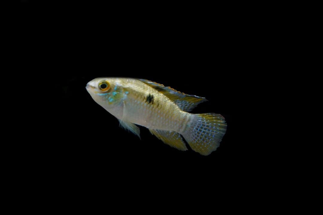 Laetacara flamannellus - Zwergcichlide