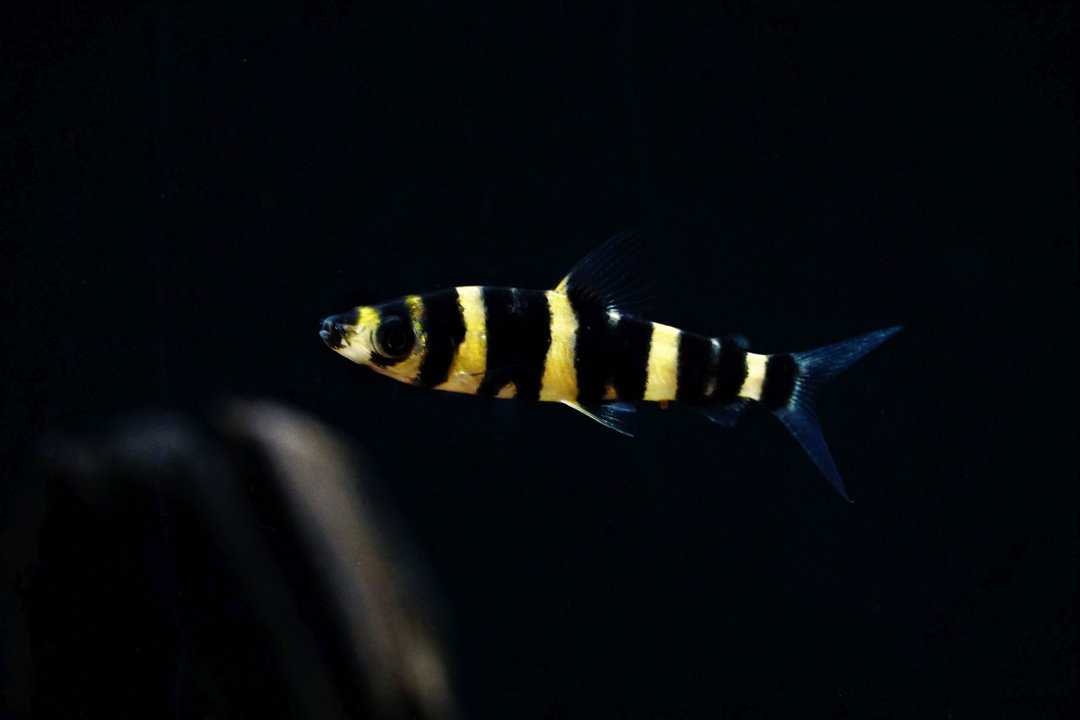 Leporinus tigrinus - Tiger Leporinus – Bild 2