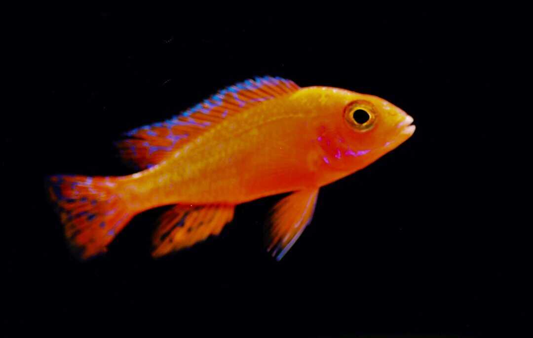 Aulonocara red fire - Malawi Buntbarsch