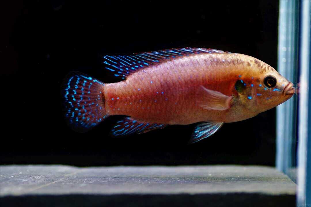 Hemichromis exsul - Roter Turkana Buntbarsch